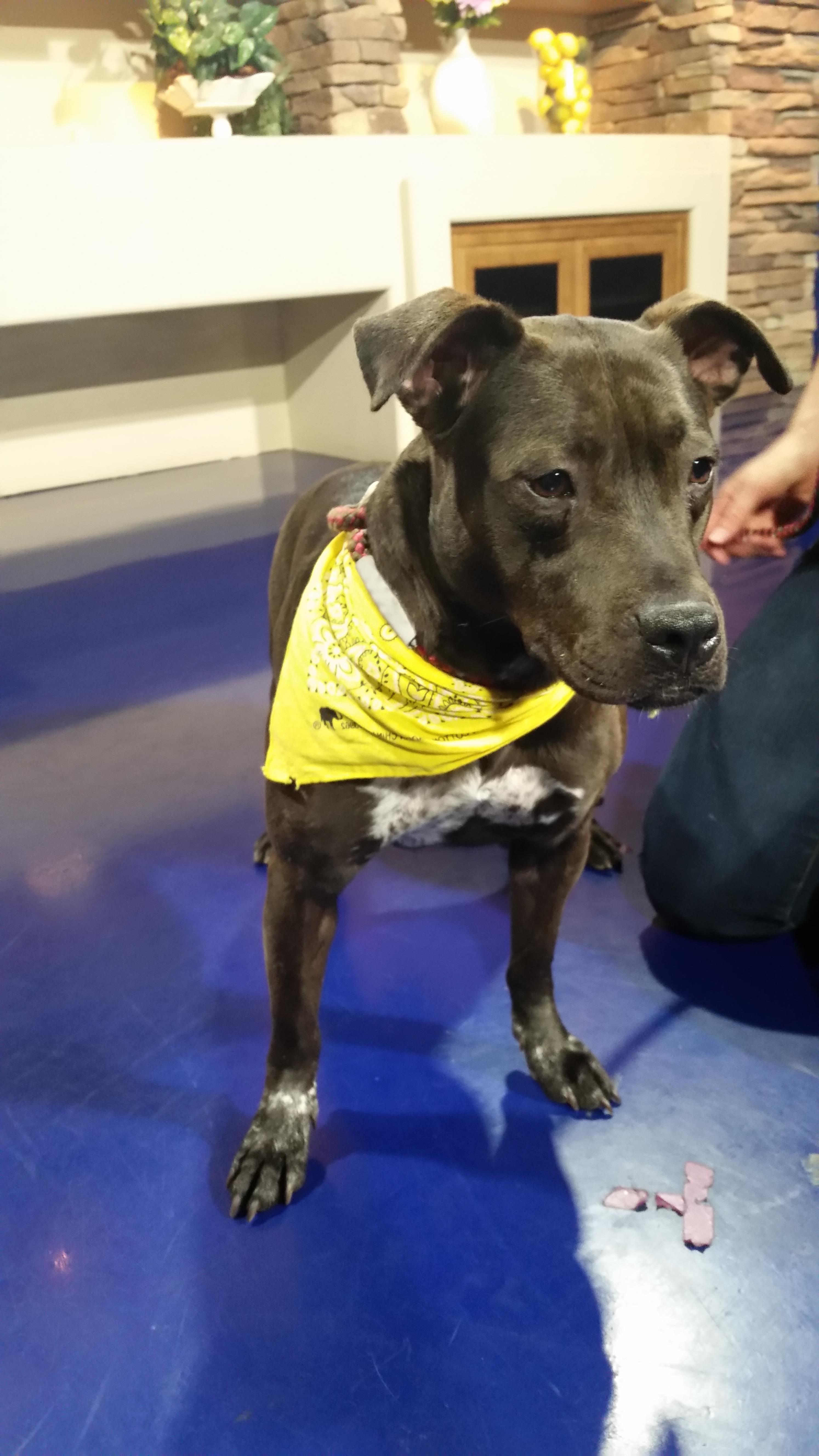 Do You Have To License Your Dog In Maricopa County