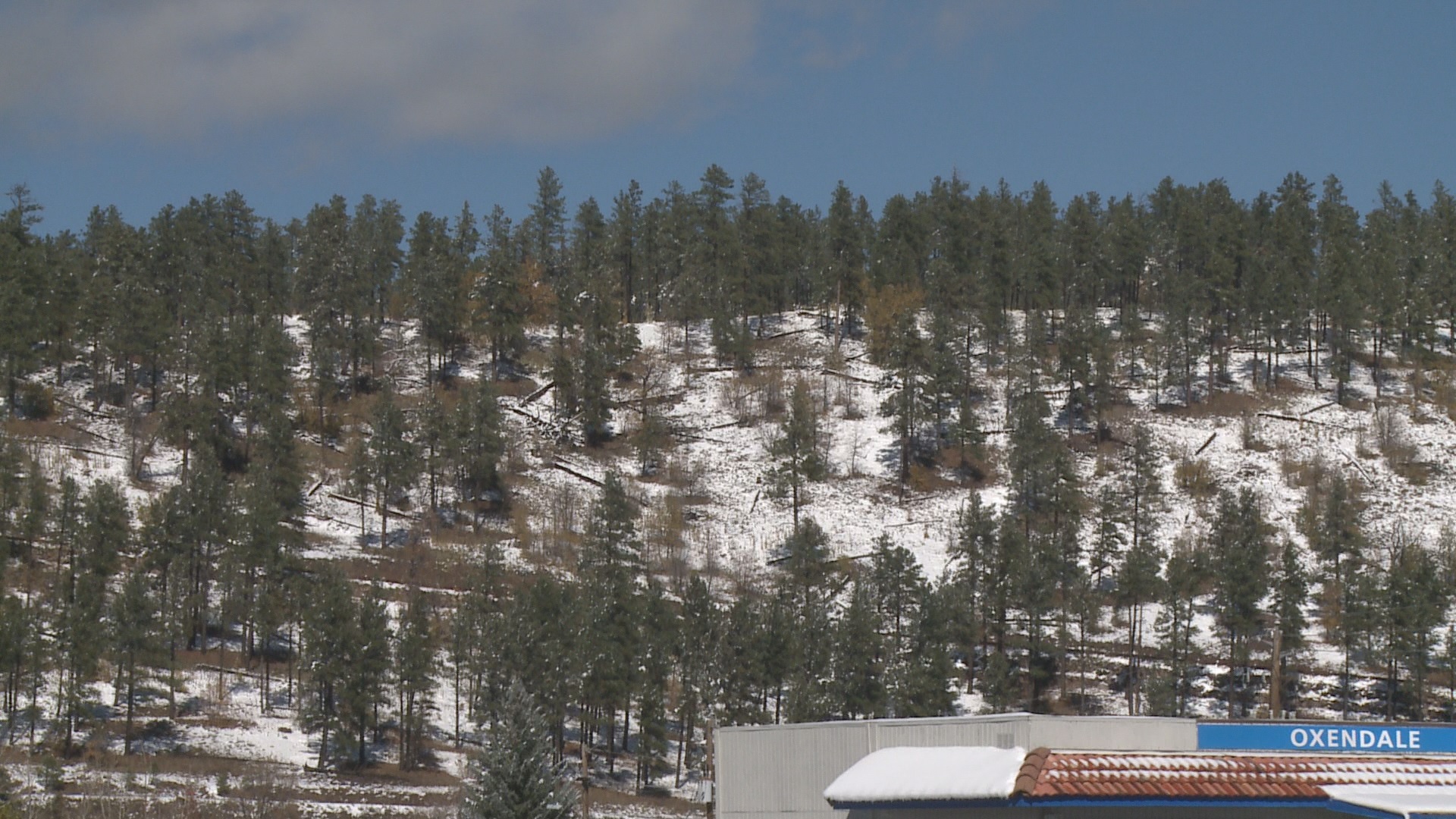Christmas tree season in Flagstaff is getting closer