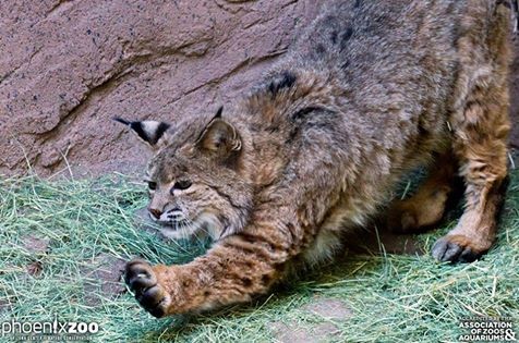 One of North America's oldest bobcats dies at Phoenix Zoo | 12news.com