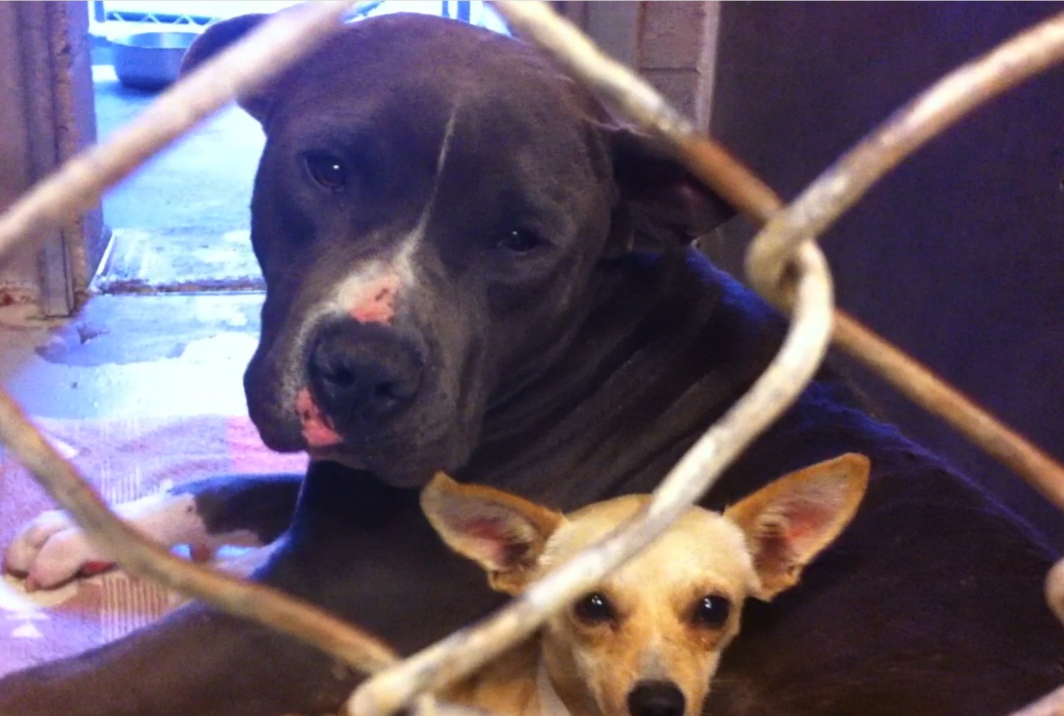 Chihuahua, pit bull adopted as pair