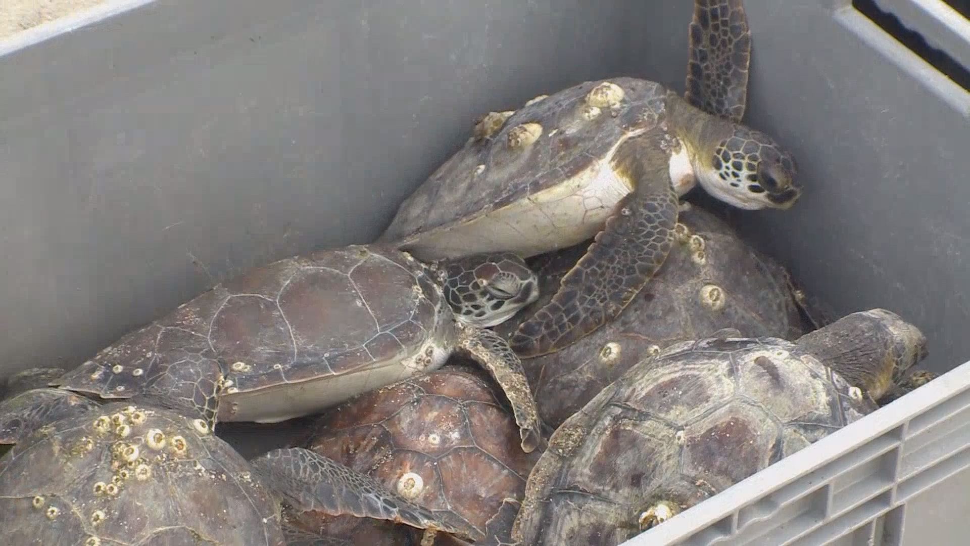 VIDEO Freezing turtles rescued from frigid waters