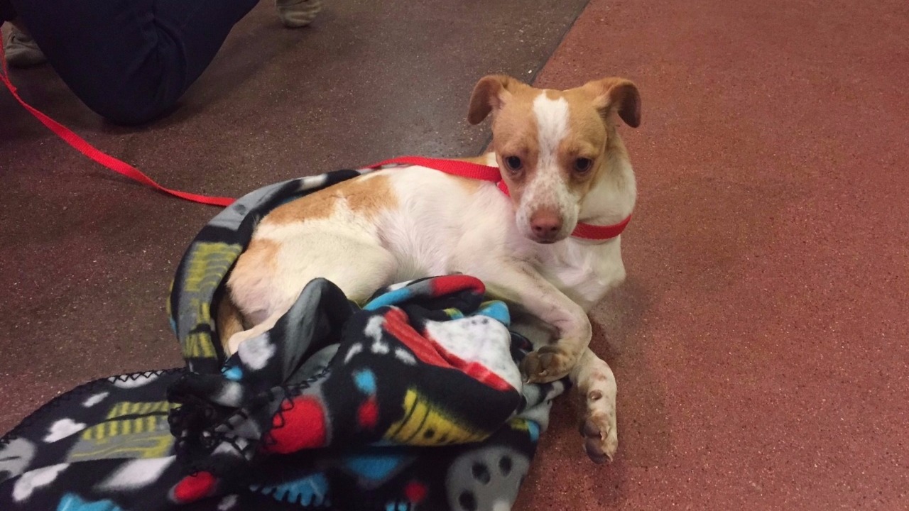 Phoenix PD find dog hiding in police vehicle undercarriage