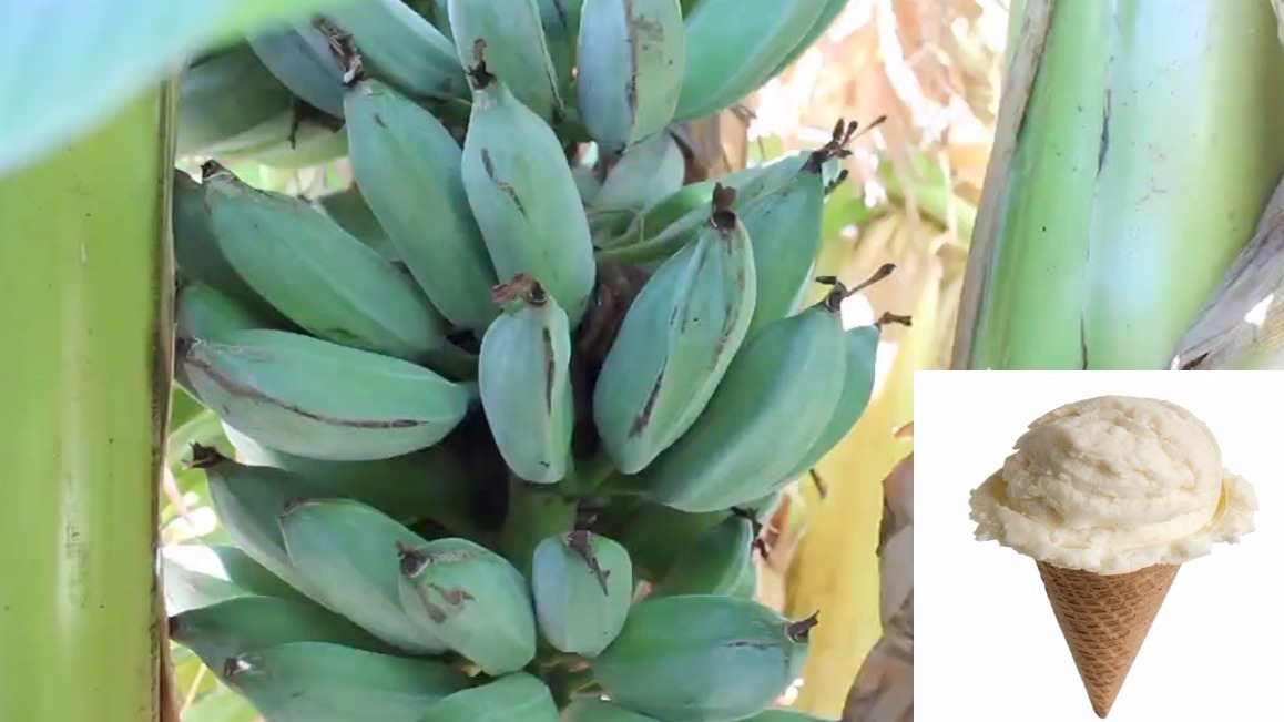 These bananas taste like ice cream and you can grow them