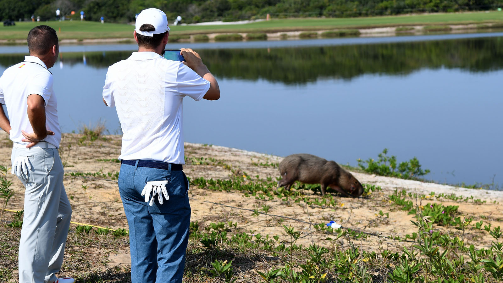 Rio golf course home to owls, alligators, and....capybara? 