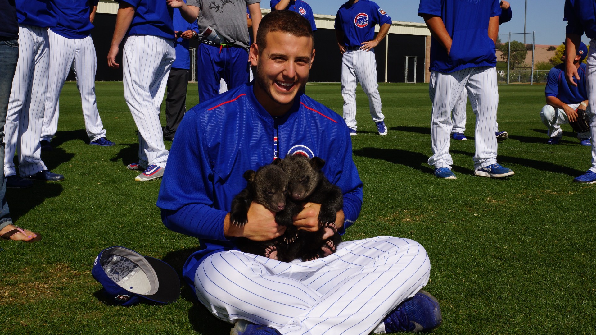 The Chicago Cubs had bear cubs at their spring training today