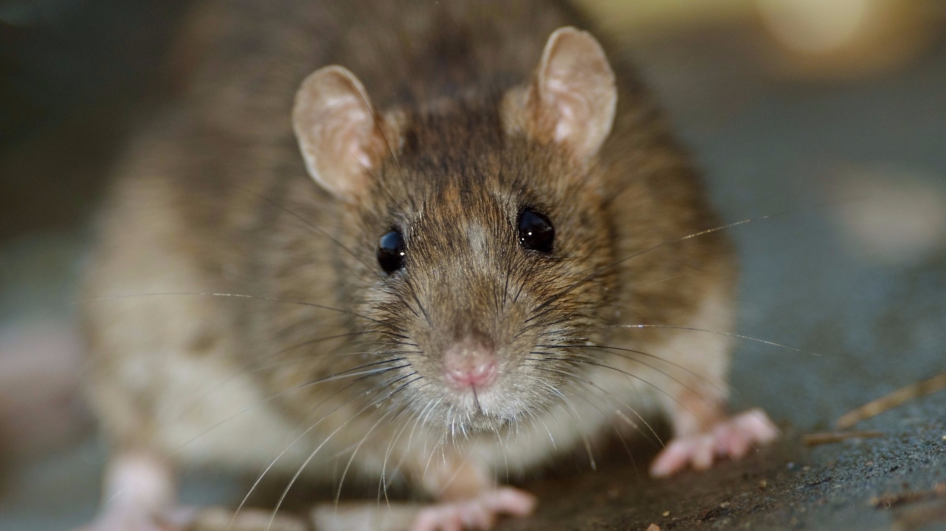 Here S How You Can Stop Roof Rats 12news Com