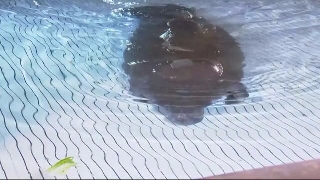 Manatee rescued from storm drain arrives for rehab - 12news.com