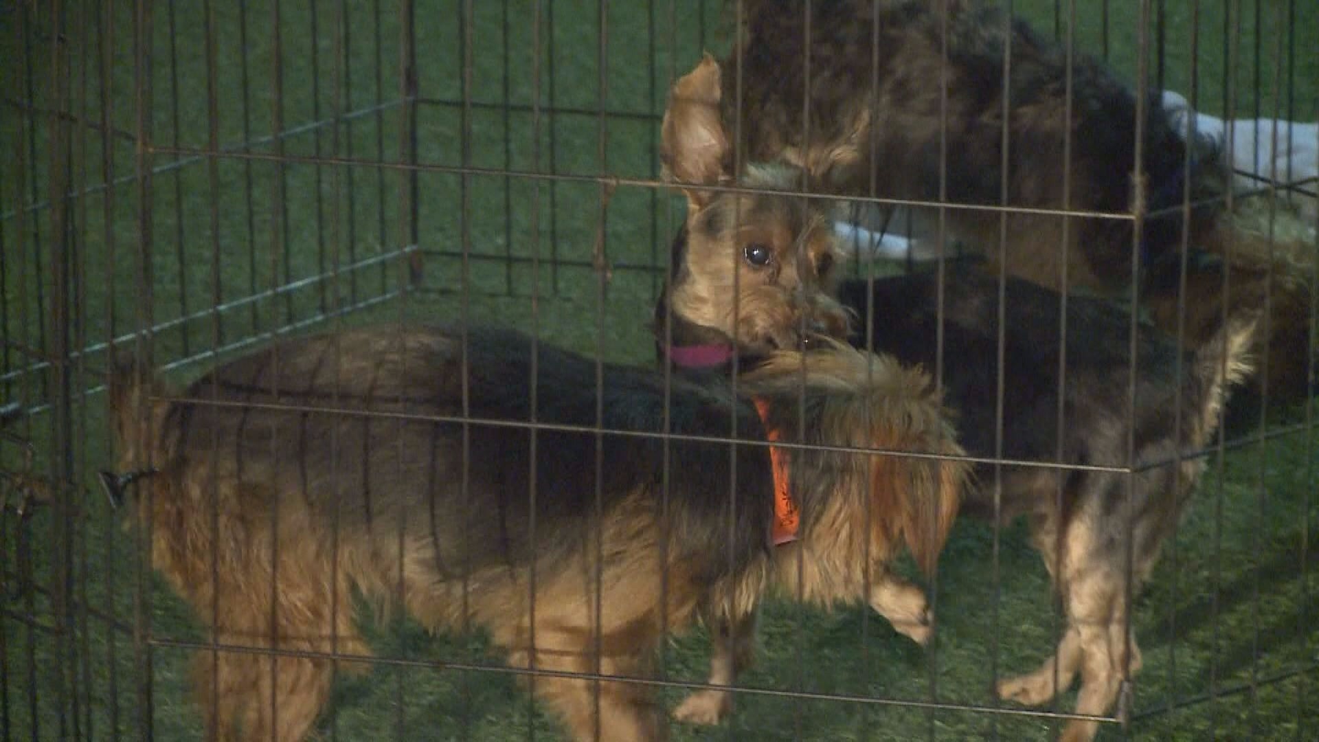25 dogs rescued from Midwest puppy mills now in Phoenix shelter