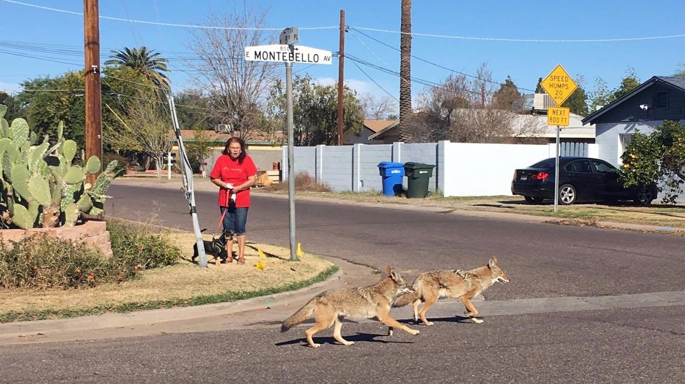 Urban coyotes in Phoenix 'They live here, they've been here'