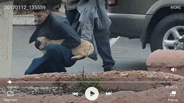 WATCH: Video shows rabid bobcat attack man in Sedona | WCNC.com