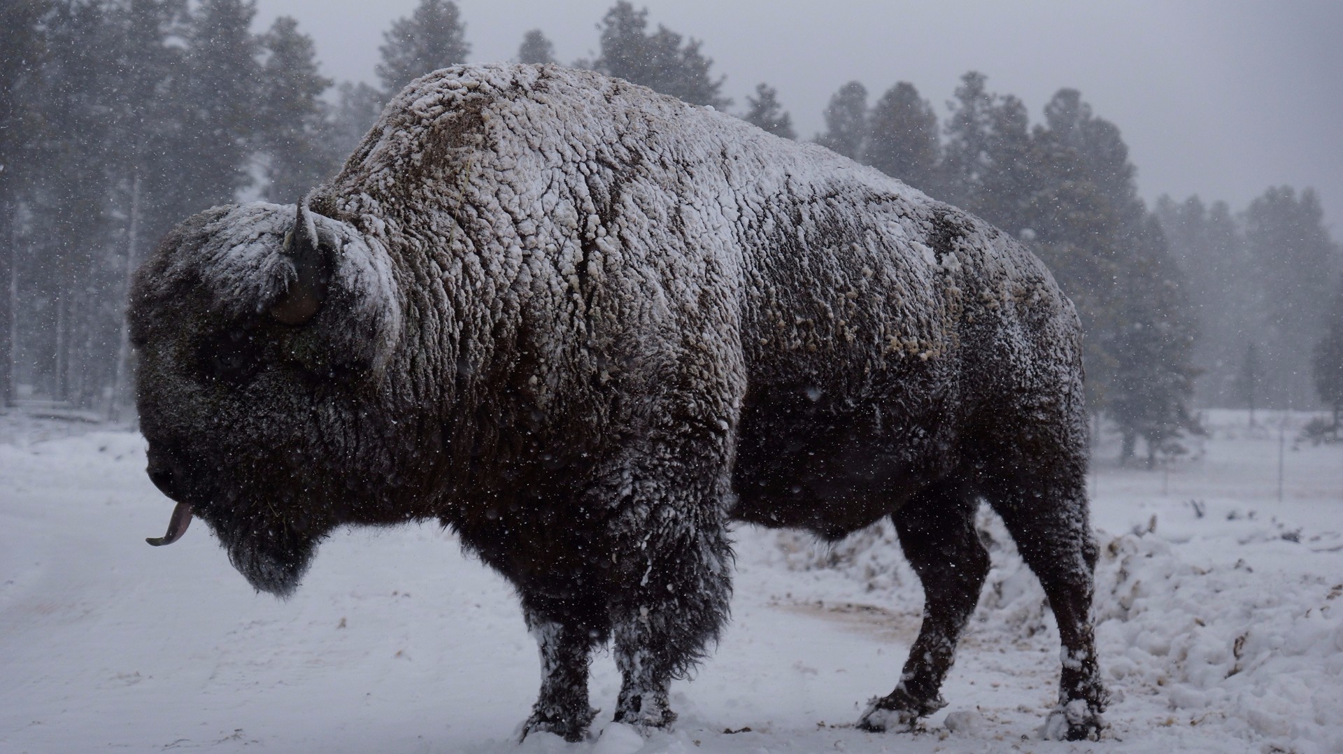 PHOTOS Bearizona animals in the snow