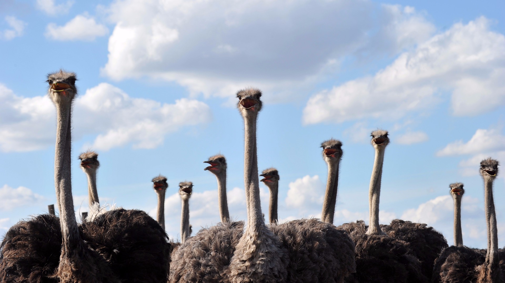 Here's how to get discount tickets to the Ostrich Festival