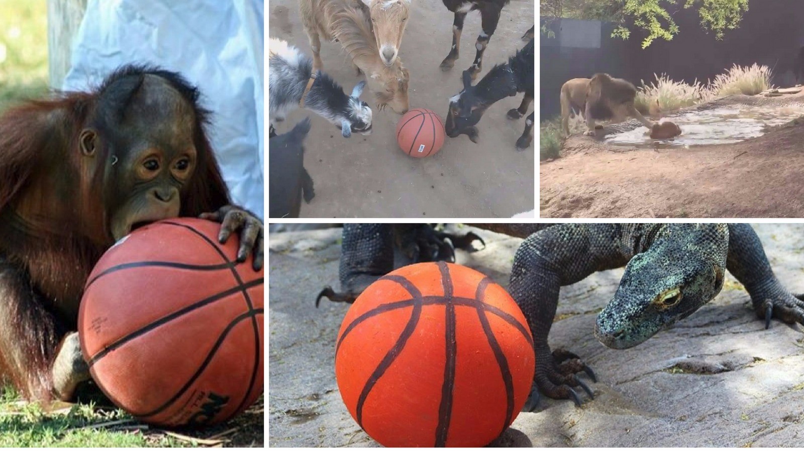 12news.com | Phoenix Zoo animals show off basketball skills