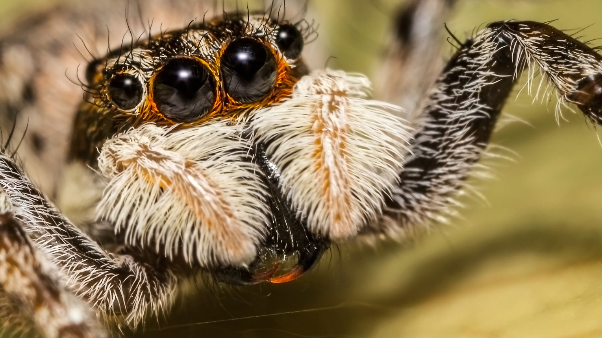 Spiders The Size Of Softballs Lurk Deep Inside Abandoned Mines In Mexico