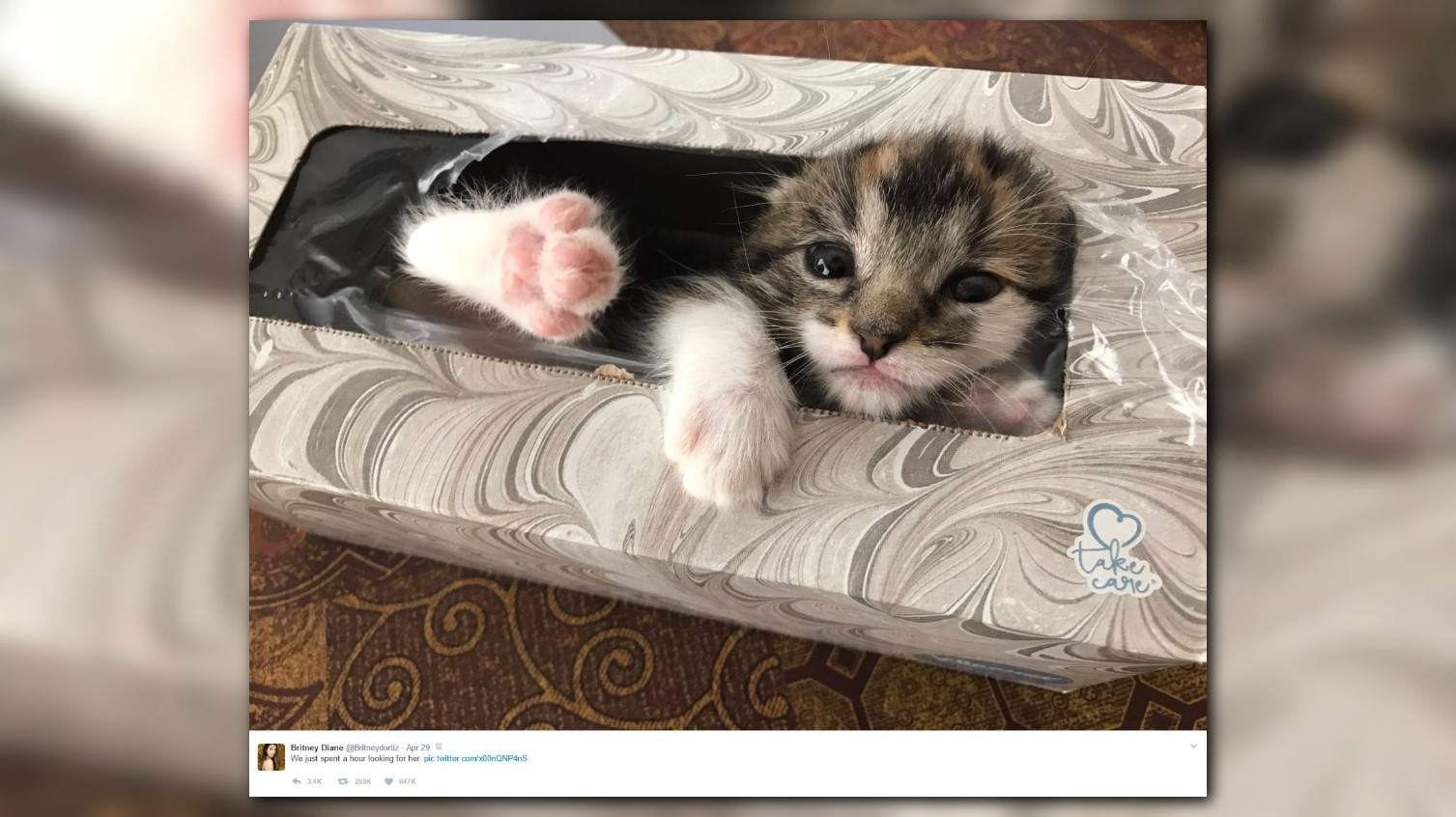 12news.com | Missing kitten found adorably tuckered out in tissue box