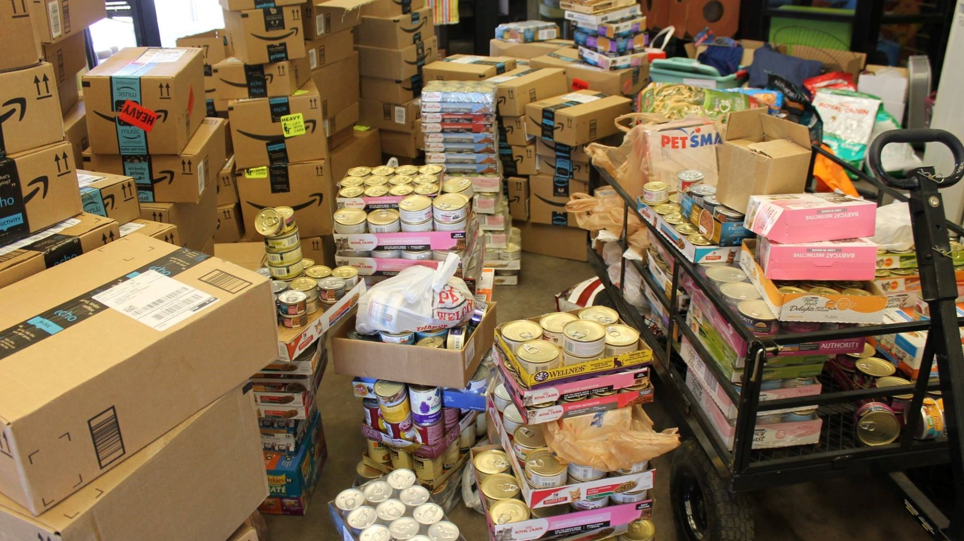 Arizona Animal Welfare League now has lots of kitten food, thanks to you - KPNX 12 News TV