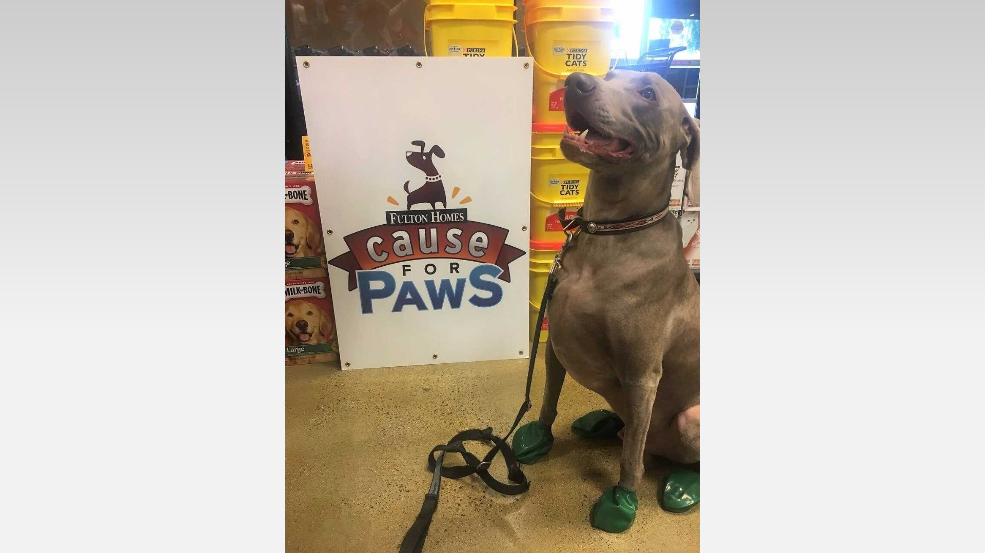 booties for your dog's paws in the heat 