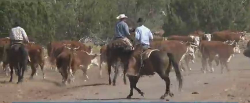 Arizona Ranchers often frustrated with federal government | 12news.com