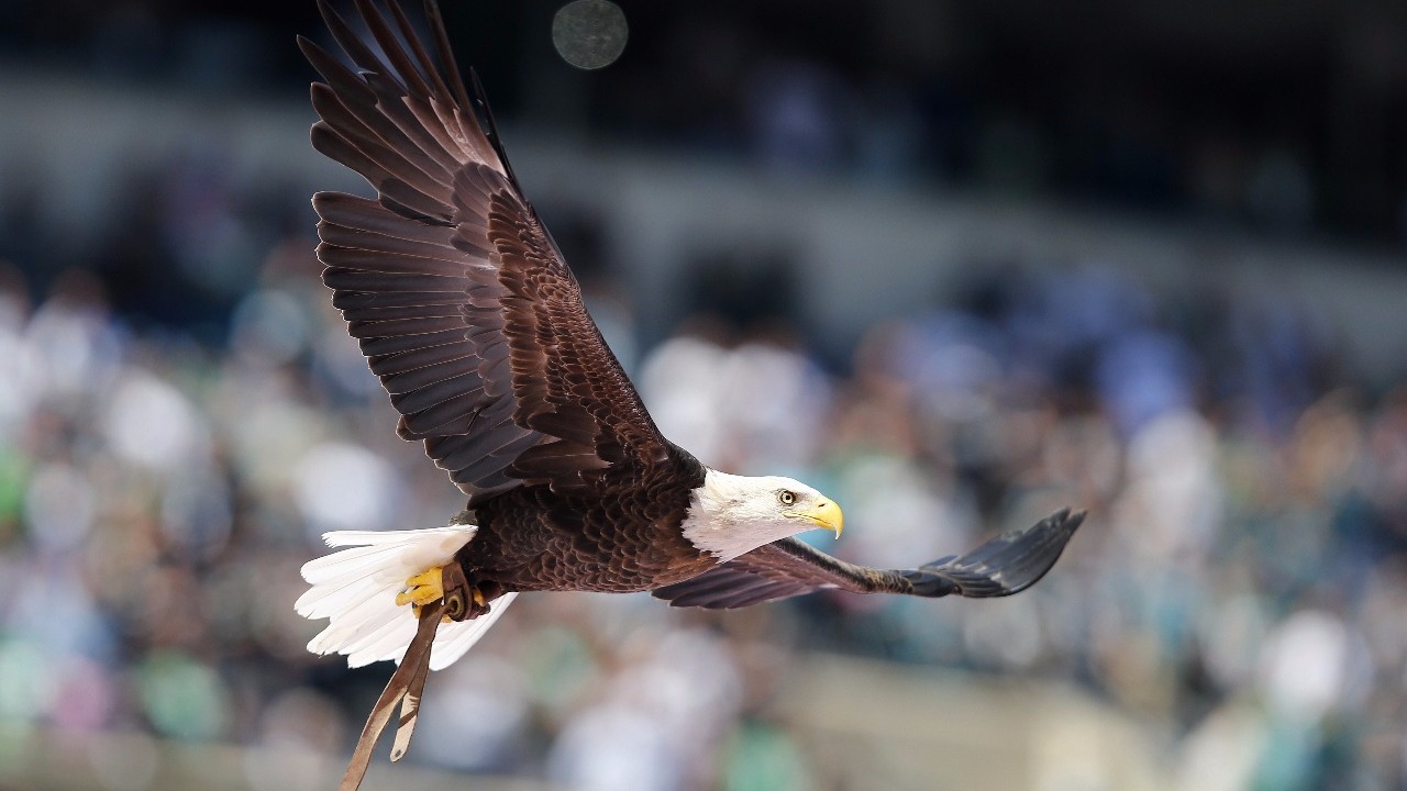 Discovery of 13 dead bald eagles in Maryland sparks federal investigation | 12news.com