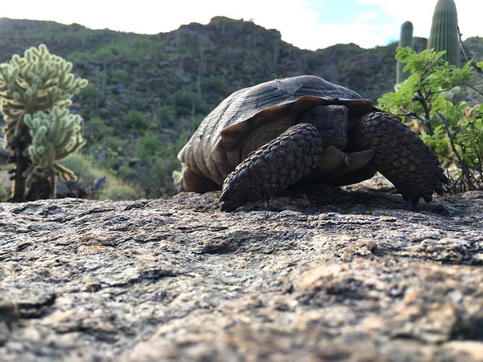 12news.com | Here's how you can adopt a desert tortoise