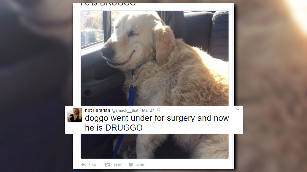 This drugged-up dog is capturing the internet's heart | 12news.com