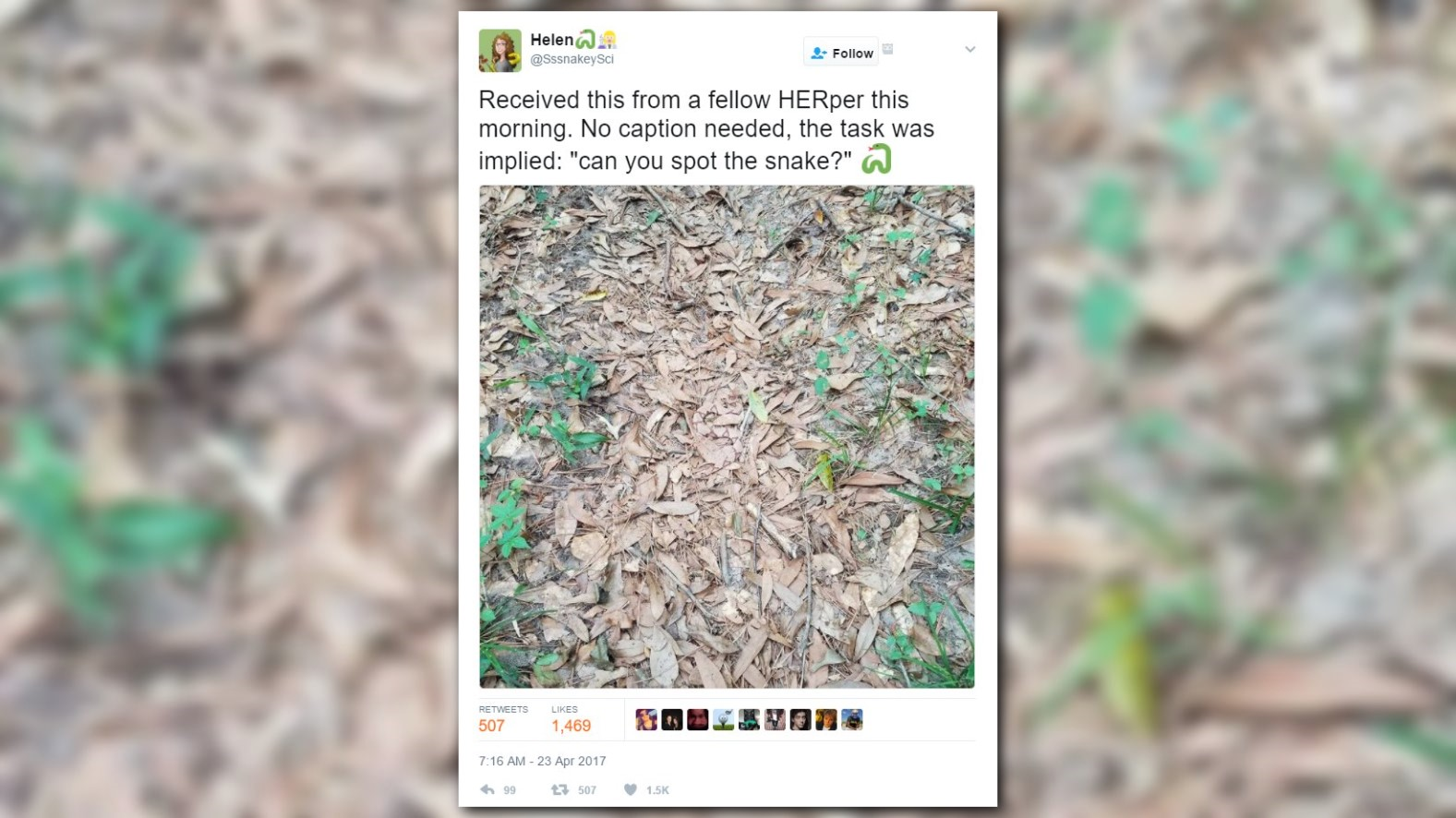 Can You Spot the Copperhead in this Viral Photo? | wltx.com